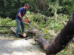 Reliable Laureles, TX Tree Removal Solutions