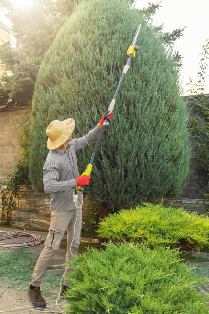 How Our Tree Care Process Works  in  Laureles, TX